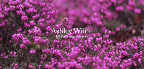 ashley wilde group|ashley wilde locations near me.